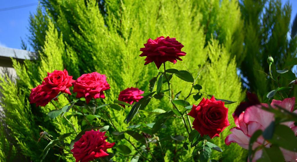 La Casa Delle Rose Room With Air Conditioning La Spezia Exterior photo